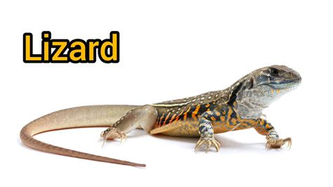 lizard traduction